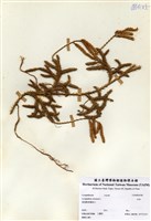 藏品(石松)的圖片